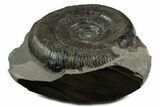 Jurassic Ammonite (Dactylioceras) Fossil - England #351166-1